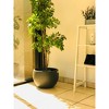 13" Kante Lightweight Outdoor Concrete Bowl Planter: Durable & UV Resistant - Rosemead Home & Garden, Inc. - 2 of 4
