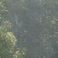 4 ivory chairs
