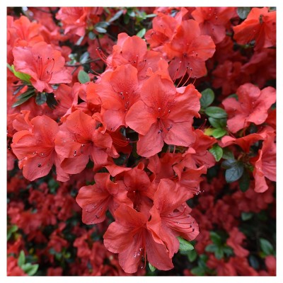 Floramore Azalea 'Red' 1pc - National Plant Network - U.S.D.A. Hardiness Zones 7 - 9