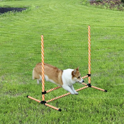 Adjustable Orange and White Dog Agility Training Set