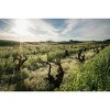 Ridge Lytton Springs Zinfandel Red Wine - 750ml Bottle - 2 of 4