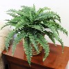 Floral Home 34" Wide Boston Fern with 50 Lifelike Fronds - 6-Piece - 4 of 4
