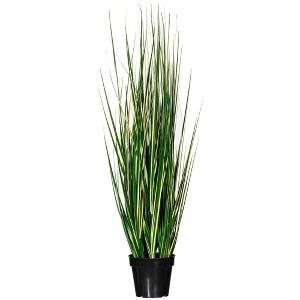 Green Evergold Grass Potted UV - 1 of 4