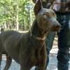 Country Brook Petz Deluxe Dog Collar - Chevron and Arrows Collection - Made in The U.S.A. - 3 of 4