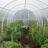 Okuna Outpost 6 Mil Greenhouse Plastic Sheeting Roll, 25x40 ft UV Resistant Polyethylene Cover for Agriculture and Farming Herbs, Vegetables, Flowers - 2 of 4