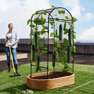 erde für olivenbaum Großer Olivenbaum, 100-110cm – Green Me Up main image 0