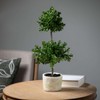 Sullivans Artificial 21" Double Boxwood Topiary - 3 of 4