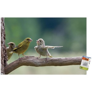Trends International The Comedy Wildlife Photography Awards: Jacek Stankiewicz - Dispute Unframed Wall Poster Prints - 1 of 4