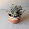 White Striped Terracotta Planter by Foreside Home & Garden - 2 of 4