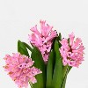Mother's Day 6" Potted Hyacinth - Good Little Garden™ - 3 of 3