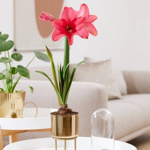 Amaryllis Pink Flush Preplanted Bulb with Brass Finish Iron Planter and Stand - Van Zyverden - 1 of 4