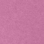 mauve orchid