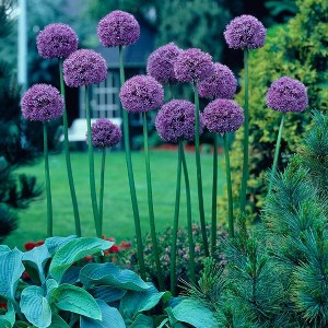 Van Zyverden 6ct Bulbs Allium Giant Gladiator - 1 of 4