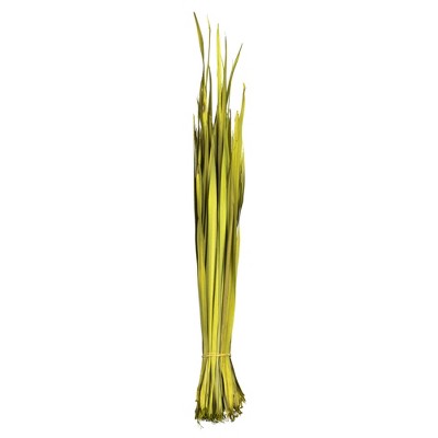 Vickerman 18-23" Basil Coco Palm - Leaf Bundle,  4 oz, Dried