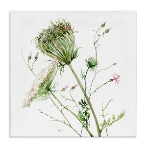 Stupell Industries Blooming Queen Anne's Lace Wildflower Watercolor Painting, 36" x 36" - 1 of 4