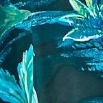 black palm