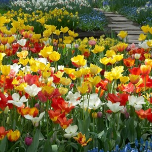 Van Zyverden 12ct Tulip Multicolored Bulbs - 1 of 4