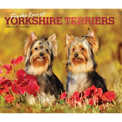 2022 Deluxe Calendar Yorkshire Terriers - BrownTrout Publishers Inc