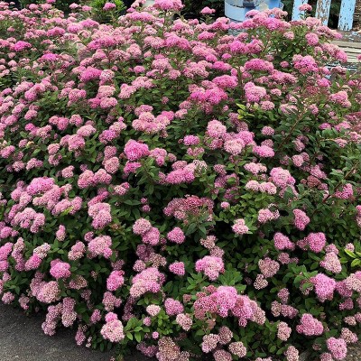 3ct Spiraea Poprocks Petite 4" Potted Rocketliners Plants - Van Zyverden