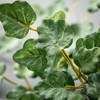 Sullivans Artificial 20" Ivy Pick, Green - 2 of 2