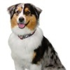 Country Brook Petz HossFit Jr Wide Deluxe Dog Collar - Attitude Collection - 2 of 4