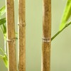 Cesicia 6FT Artificial Bamboo Tree, Faux Decorative Plant in Nursery Pot for Indoor D¨¦cor - 4 of 4