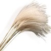Alilang Decorative Tall Dried Grass Bouquet for Home Decoration and Event Centerpieces, 17.5 Inches - Beige - 3 of 4