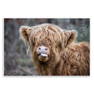 Stupell Industries Baby Cattle Licking Lips, 19" x 13"