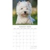 2026 Square Wall Calendar, West Highland White Terriers, 16-Month Animals Theme with 180 Reminder Stickers (12x12 In) - 3 of 4
