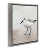 Stupell Industries Lone Sandpiper Bird Portrait, 18" x 18" - 3 of 4