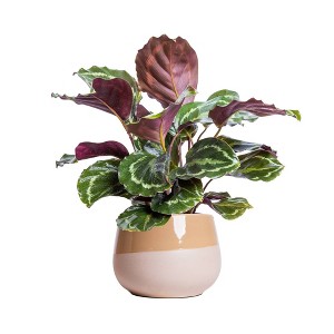 Live 6" Calathea Medallion Houseplant in Chai Planter - 1 of 4