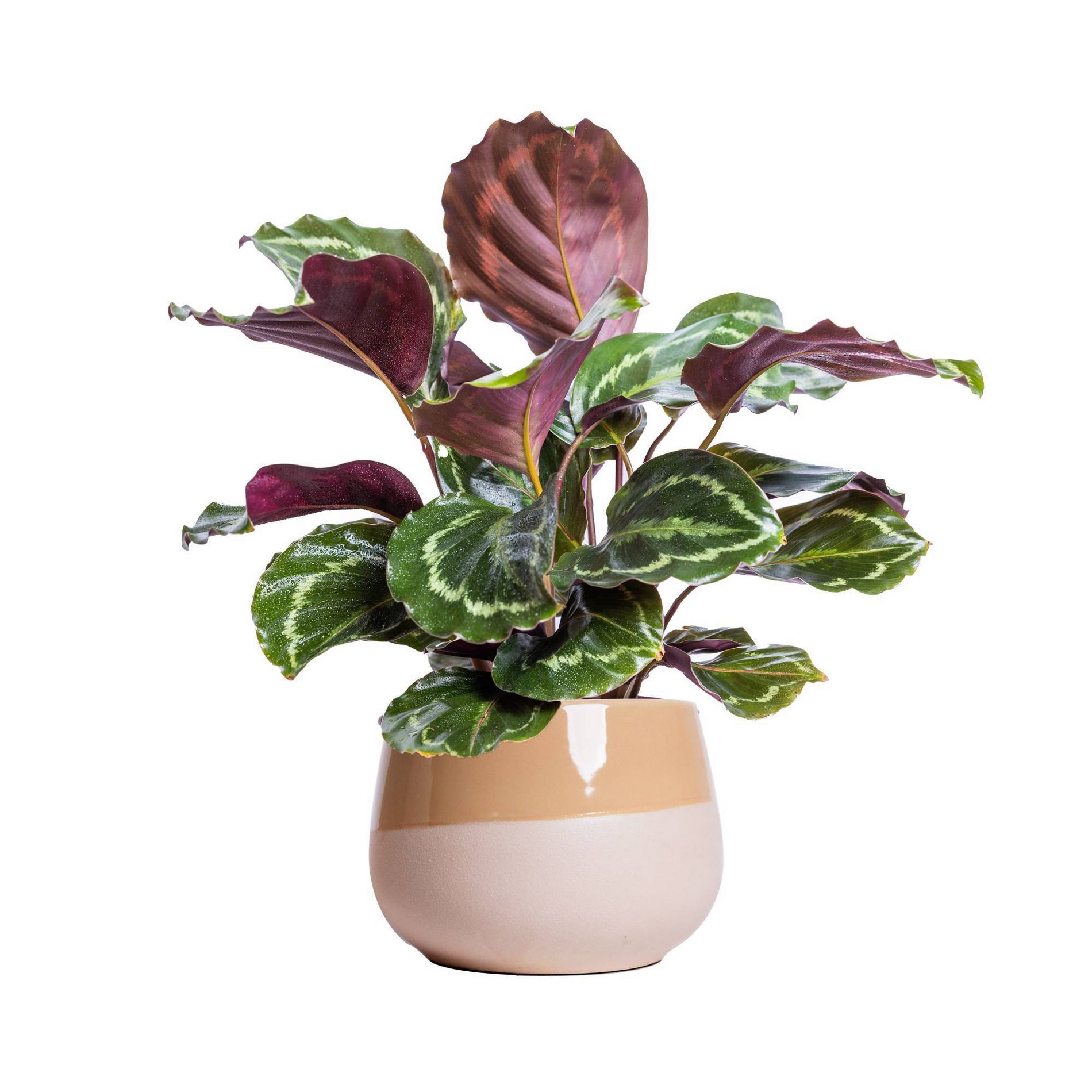 Live 6" Calathea Medallion Houseplant in Chai Planter