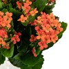 Allstate Floral 14" Orange Kalanchoe Artificial Silk Floral Bouquet - 4 of 4
