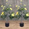 Camellia Artificial Plants with Planter, Realistic Faux Floral Plant  in Pot with 28 Flowers Floor Plants For Home Office Living Room Decoration - 4 of 4