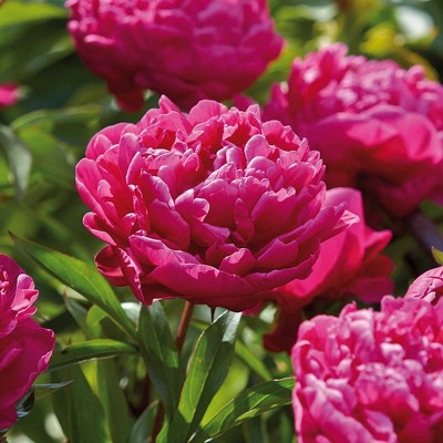 Van Zyverden Set of 3 Peonies Karl Rosenfield Roots