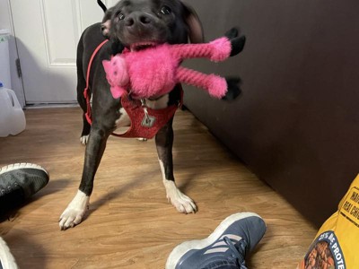 Guest review image 4 of 5, zoom in