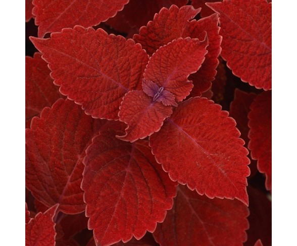 3pc Coleus Ruby Slipper - Cottage Hill