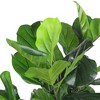 Northlight 4' Potted Two Tone Green Artificial Wide Fiddle Leaf Fig Tree - 3 of 4