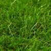 vidaXL Artificial Grass 3.3'x49.2'/1.6" Green - 2 of 3