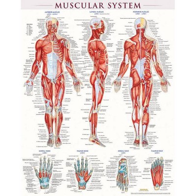 Muscular System Poster (22 X 28 Inches) - Laminated - by  Vincent Perez