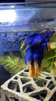 Guest review image 1 of 1, zoom in