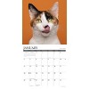 Willow Creek Press 12"x12" 2026 What Cats Teach Us Wall Calendar - 3 of 4