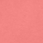sweet coral