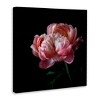 Stupell Industries Dark Rose Photography, 36" x 36" - 3 of 4