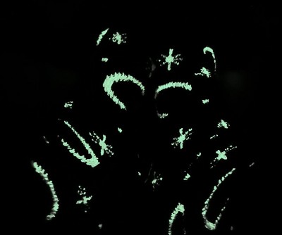 Guest review image 2 of 2, zoom in