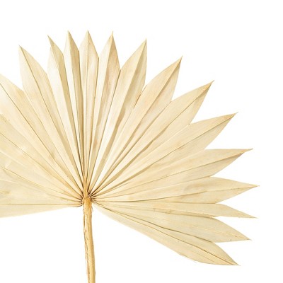 Natural Dried Palm Sun Stem Bundle, 20 Inches