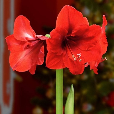 3pc Mocha Waxed Giant Amaryllis - National Plant Network