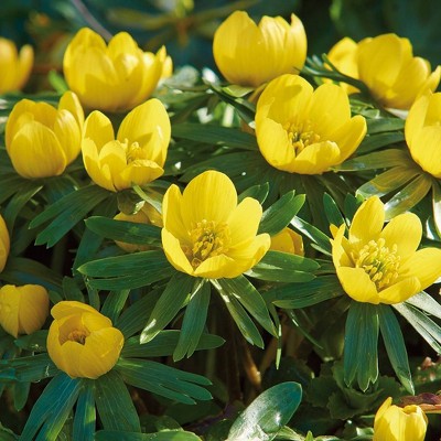 100ct Eranthis Winter Aconite Bulbs - Van Zyverden