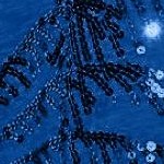 dark sapphire palm tree graphic
