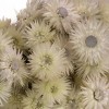 16" Artificial Dried Cape Blumen Bouquet Natural - National Tree Company - 3 of 4